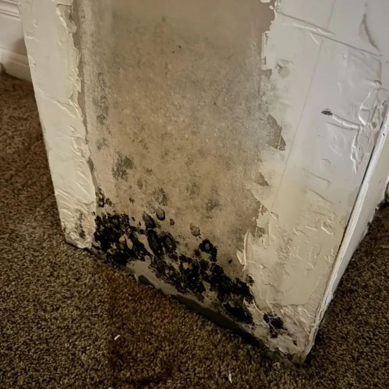 Professional Mold Removal in Trumbull County, OH